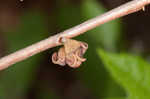 Smallflower pawpaw